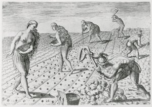 Indios de Florida plantando maíz, de 